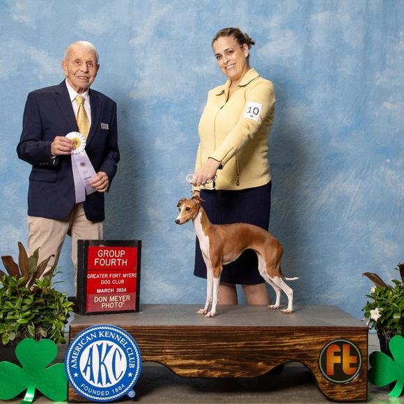 ISO dog show clothing - Picture 4 of 7